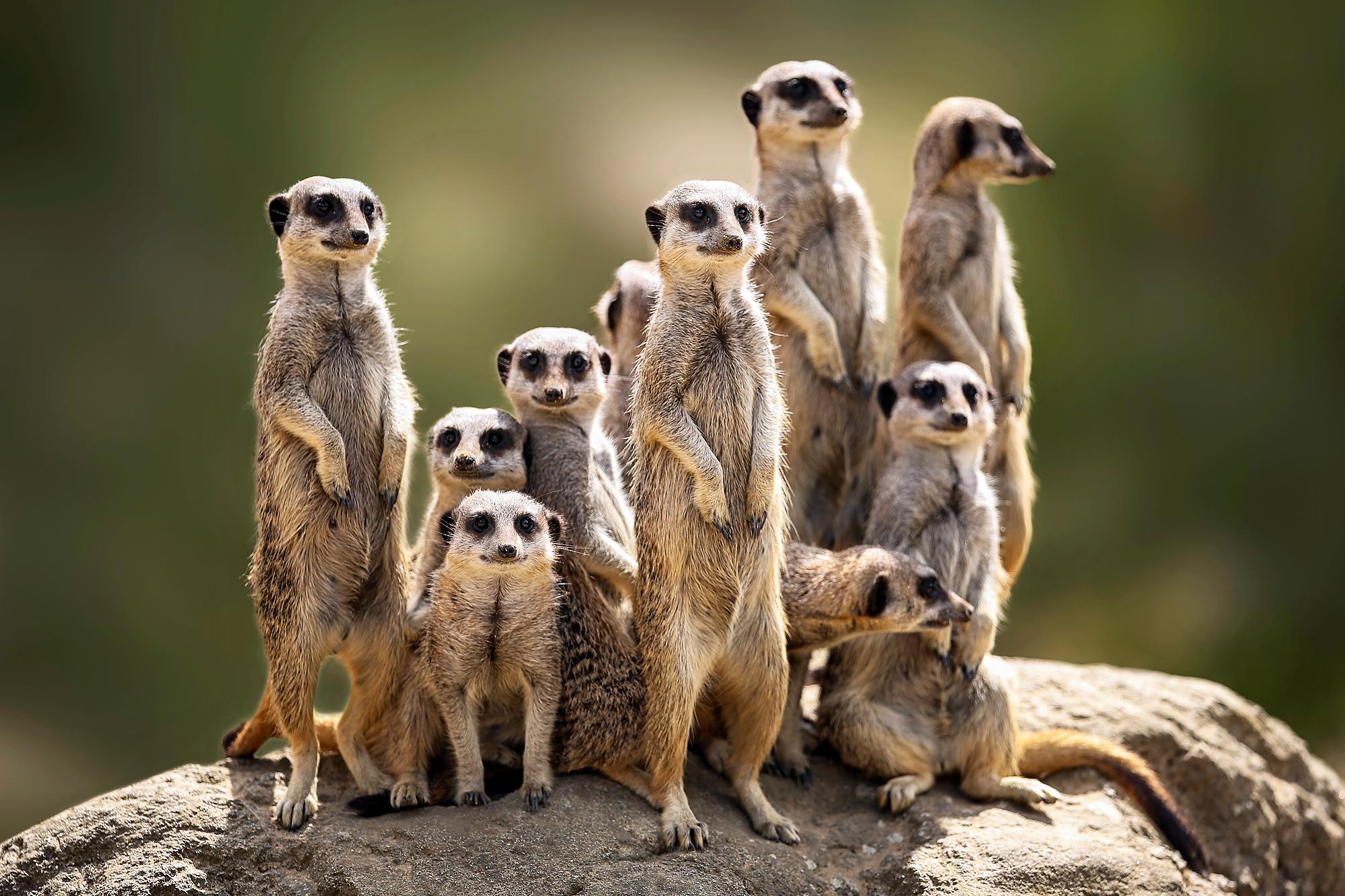 Meerkat 