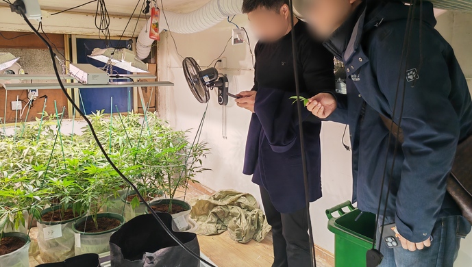 Cảnh sát Trung Quốc triệt phá băng nhóm buôn bán cần sa