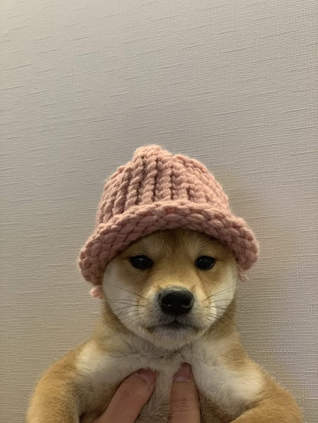 Dogwifhat 