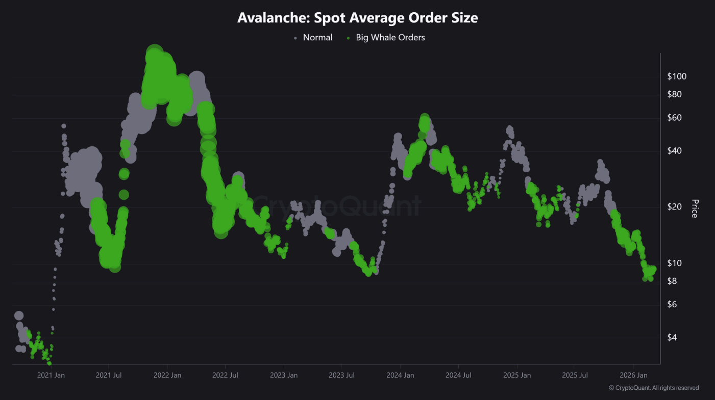 Cá voi tăng tốc tích lũy, AVAX sắp bước vào đợt bứt phá mới?